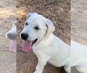 Sylvan - Male Labrador Retriever-Unknown Mix Dog for Adoption - Photo #2