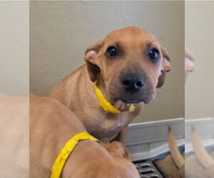Pringles - Female Labrador Retriever-Unknown Mix Dog for Adoption - Photo #2
