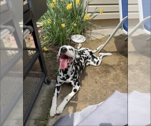 Father of the Dalmatian puppies born on 11/05/2025