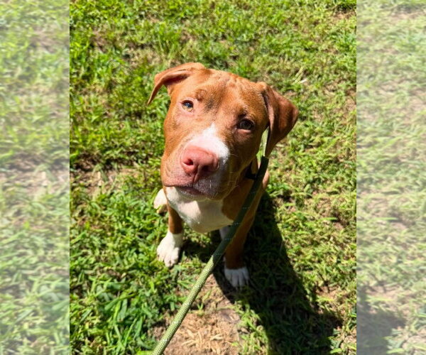Medium Photo #3 Mutt Puppy For Sale in Spotsylvania, VA, USA