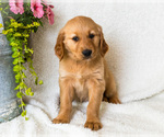 Small #2 Golden Retriever