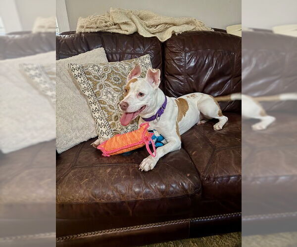 Medium Photo #8 American Staffordshire Terrier Puppy For Sale in Holly Springs, NC, USA