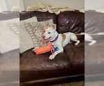 Small #7 American Staffordshire Terrier