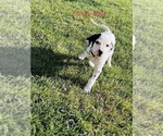 Small Photo #41 Dalmatian Puppy For Sale in AMARILLO, TX, USA