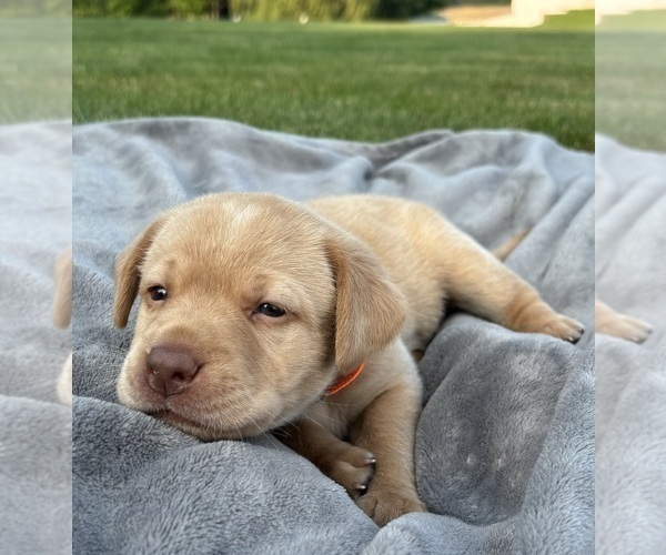 Medium Photo #14 Labrador Retriever Puppy For Sale in FREDERICKSBG, OH, USA