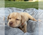 Small Photo #14 Labrador Retriever Puppy For Sale in FREDERICKSBG, OH, USA