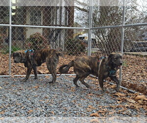 Clyde - Male Holland Shepherd-Plott Hound Mix Dog for Adoption - Photo #3