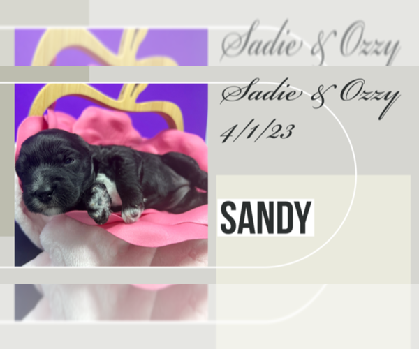 Medium Photo #21 Australian Cobberdog Puppy For Sale in SHAWNEE, KS, USA
