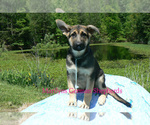 Small #5 German Shepherd Dog
