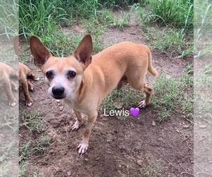 Chihuahua-Unknown Mix Dogs for adoption in Holly Springs, NC, USA