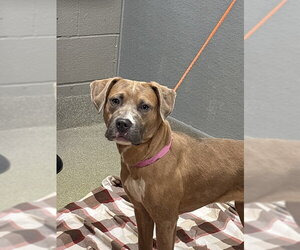 Mutt Dogs for adoption in Las Vegas, NV, USA