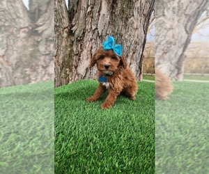 Goldendoodle (Miniature) Puppy for sale in INDIANAPOLIS, IN, USA