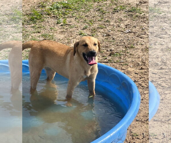 Medium Photo #6 Golden Labrador Puppy For Sale in Corning, AR, USA