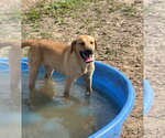 Small #5 Golden Labrador