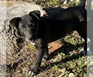 Labrador Retriever-Unknown Mix Dogs for adoption in Rockaway, NJ, USA
