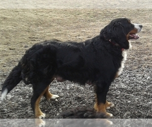 Mother of the Bernese Mountain Dog puppies born on 01/02/2022