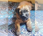 Small #1 Soft Coated Wheaten Terrier