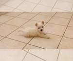 Small Photo #10 West Highland White Terrier Puppy For Sale in HAM LAKE, MN, USA