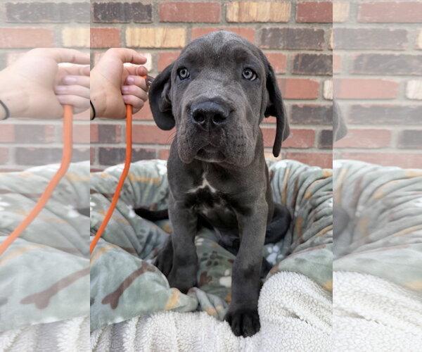 Medium Photo #1 Mutt Puppy For Sale in Goodyear, AZ, USA