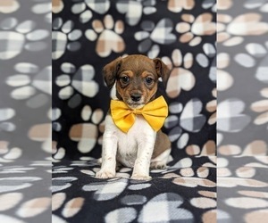 Goldendoodle-Jack Russell Terrier Mix Puppy for sale in NOTTINGHAM, PA, USA