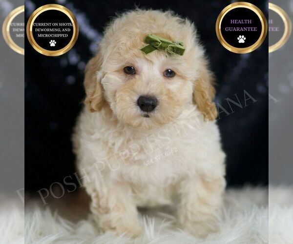 Medium Photo #5 Goldendoodle (Miniature) Puppy For Sale in WARSAW, IN, USA