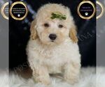 Small #4 Goldendoodle (Miniature)