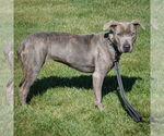 Small #1 American Staffordshire Terrier-Boxer Mix