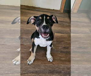 Dora - Female Mutt Dog for Adoption - Photo #5