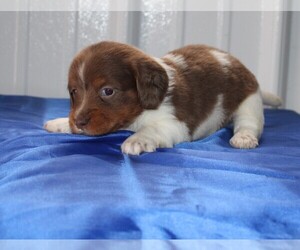 Dachshund Puppy for sale in BLOOMINGTON, IN, USA