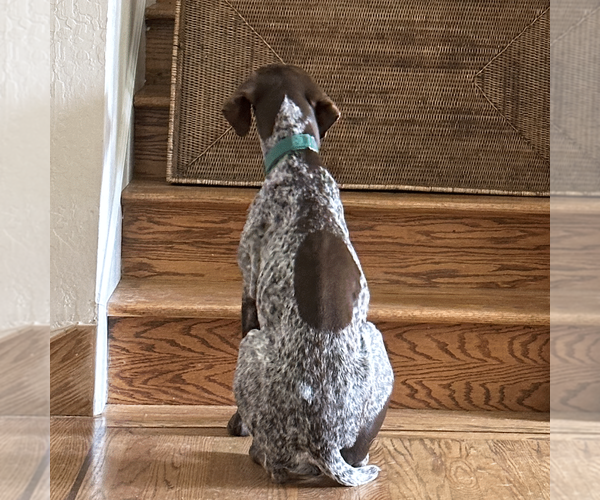 Medium Photo #4 German Shorthaired Pointer Puppy For Sale in Menlo Park, CA, USA