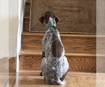 Small #3 German Shorthaired Pointer