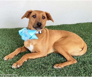 Bethany - Female Black Mouth Cur-Labrador Retriever Mix Dog for Adoption - Photo #8