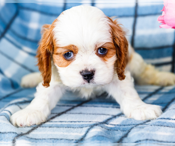 Medium Photo #1 Cockalier Puppy For Sale in WAKARUSA, IN, USA
