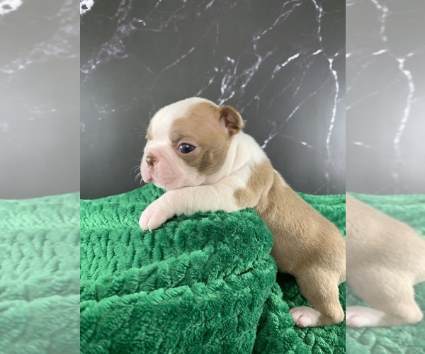 Medium Photo #5 Boston Terrier Puppy For Sale in TULARE, CA, USA