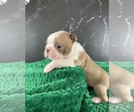 Small Photo #6 Boston Terrier Puppy For Sale in TULARE, CA, USA