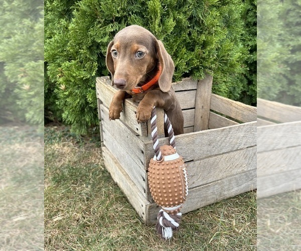 Medium Photo #2 Dachshund Puppy For Sale in MIDDLEBURY, IN, USA