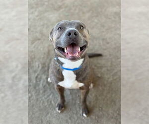 Mutt Dogs for adoption in Riverside, CA, USA