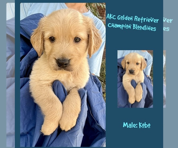 Medium Photo #1 Golden Retriever Puppy For Sale in SUGAR LAND, TX, USA