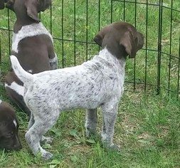 German Shorthaired Pointer Puppy for sale in PLAINFIELD, CT, USA