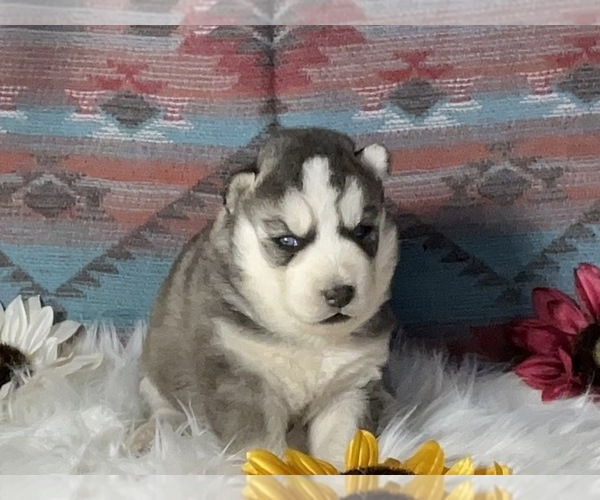 Medium Photo #5 Siberian Husky Puppy For Sale in LAWNDALE, NC, USA