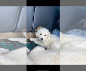 Great Pyrenees Puppy for sale in WOODBRIDGE, VA, USA