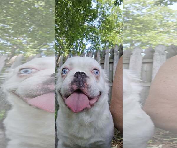 Medium Photo #2 French Bulldog Puppy For Sale in Tenafly, NJ, USA