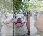 Small #1 French Bulldog