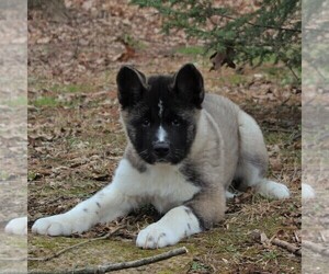 Akita Puppy for sale in STEVENS, PA, USA