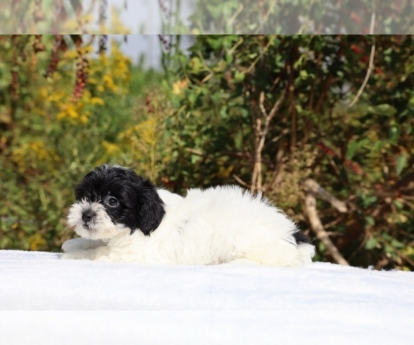Medium Photo #24 ShihPoo Puppy For Sale in DYERSBURG, TN, USA