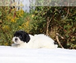 Small #23 ShihPoo