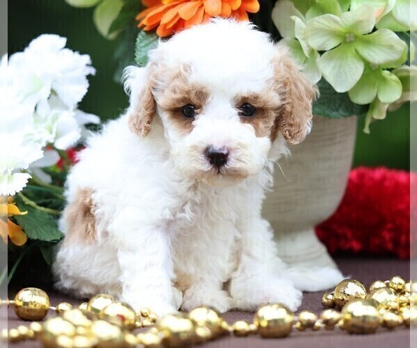 Medium Photo #2 Cavapoo Puppy For Sale in JONES, MI, USA