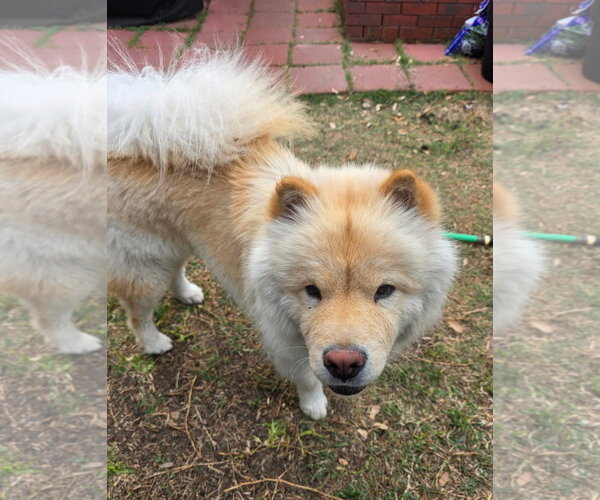 Medium Photo #8 Chow Chow Puppy For Sale in San Antonio, TX, USA