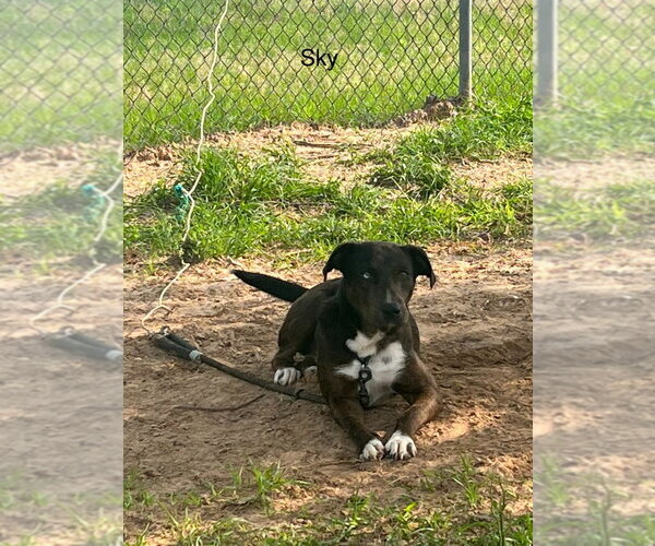 Medium Photo #2 Labrador Retriever-Unknown Mix Puppy For Sale in Lake Forest, CA, USA