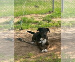 Small #1 Labrador Retriever Mix